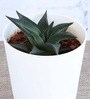Aloe Vera Star Natural Foliage Plant
