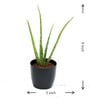 Aloe Vera Succulent Natural Plant