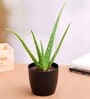 Aloe Vera Succulent Natural Plant