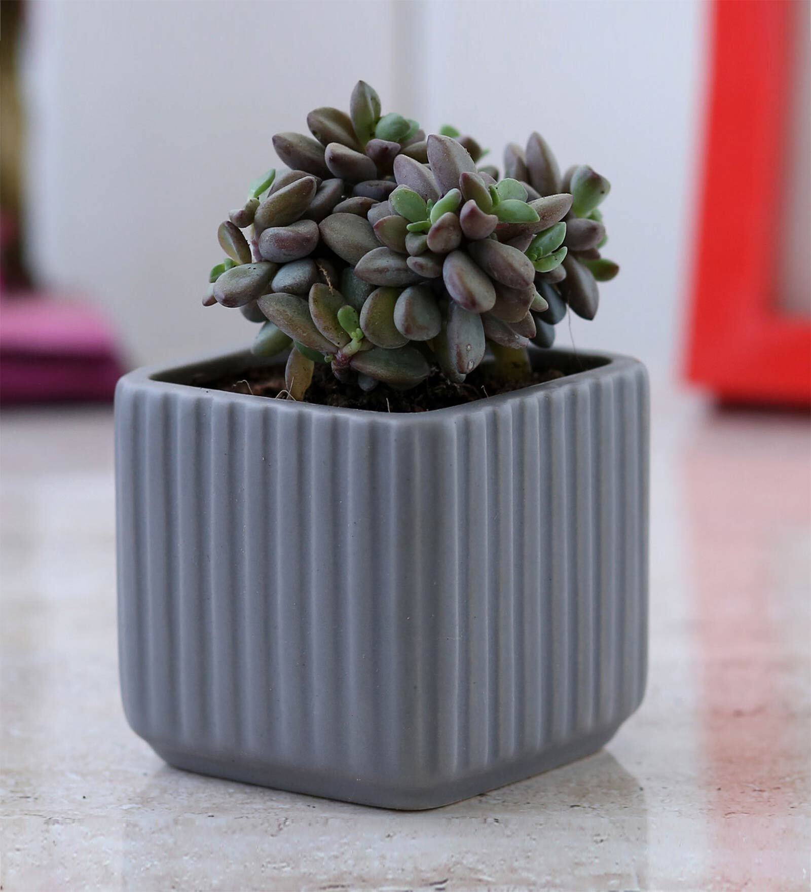 Buy Anacampseros Natural Plant In Square Lining Ceramic planter by ...