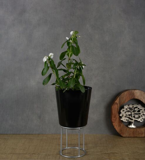 Antique Black Iron Desk Pot with Metal Stand by Citilites