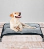 Large Anti -Moisture Portable Elevated Dog Bed in Black Colour