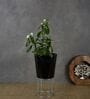 Antique Black Iron Desk Pot with Metal Stand