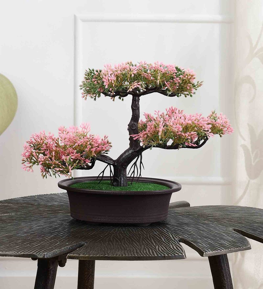 Bonsai Tree Coffee Tree ubicaciondepersonas.cdmx.gob.mx