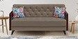 Royal Velvet 3 Seater Sofa In Brown Colour