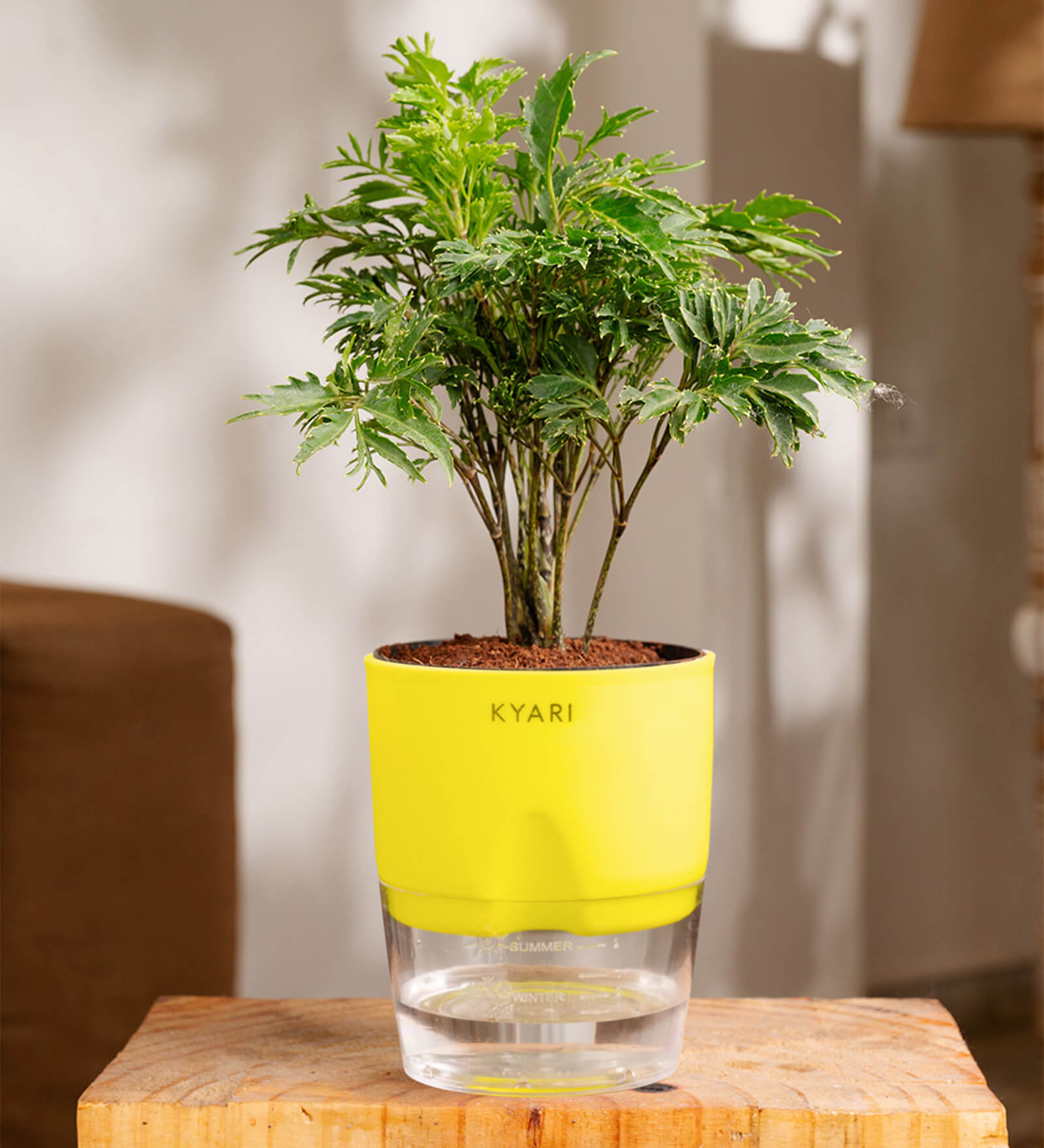 Aralia Green Plant With Self Watering Pot