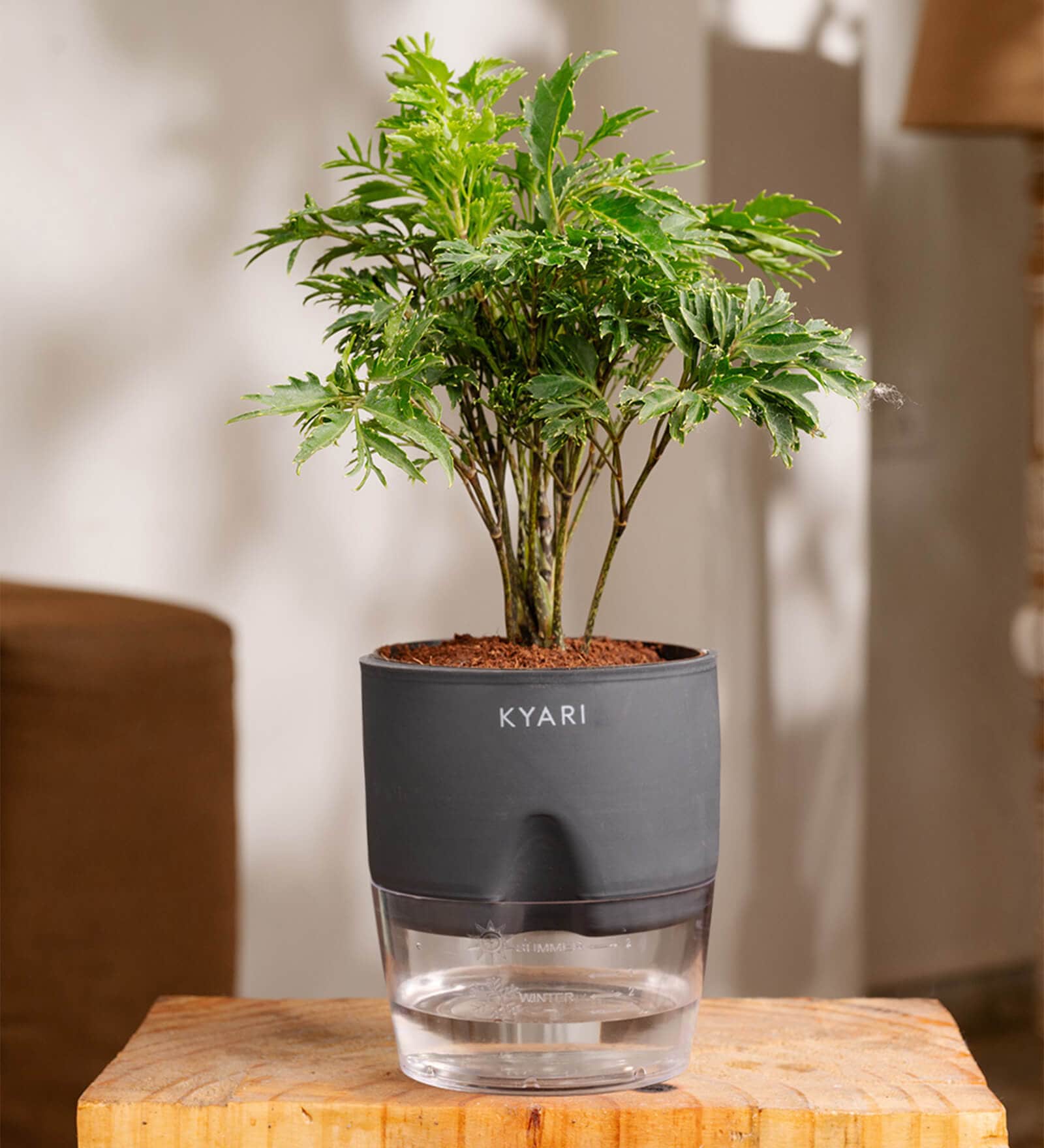 Aralia Green Plant With Self Watering Pot