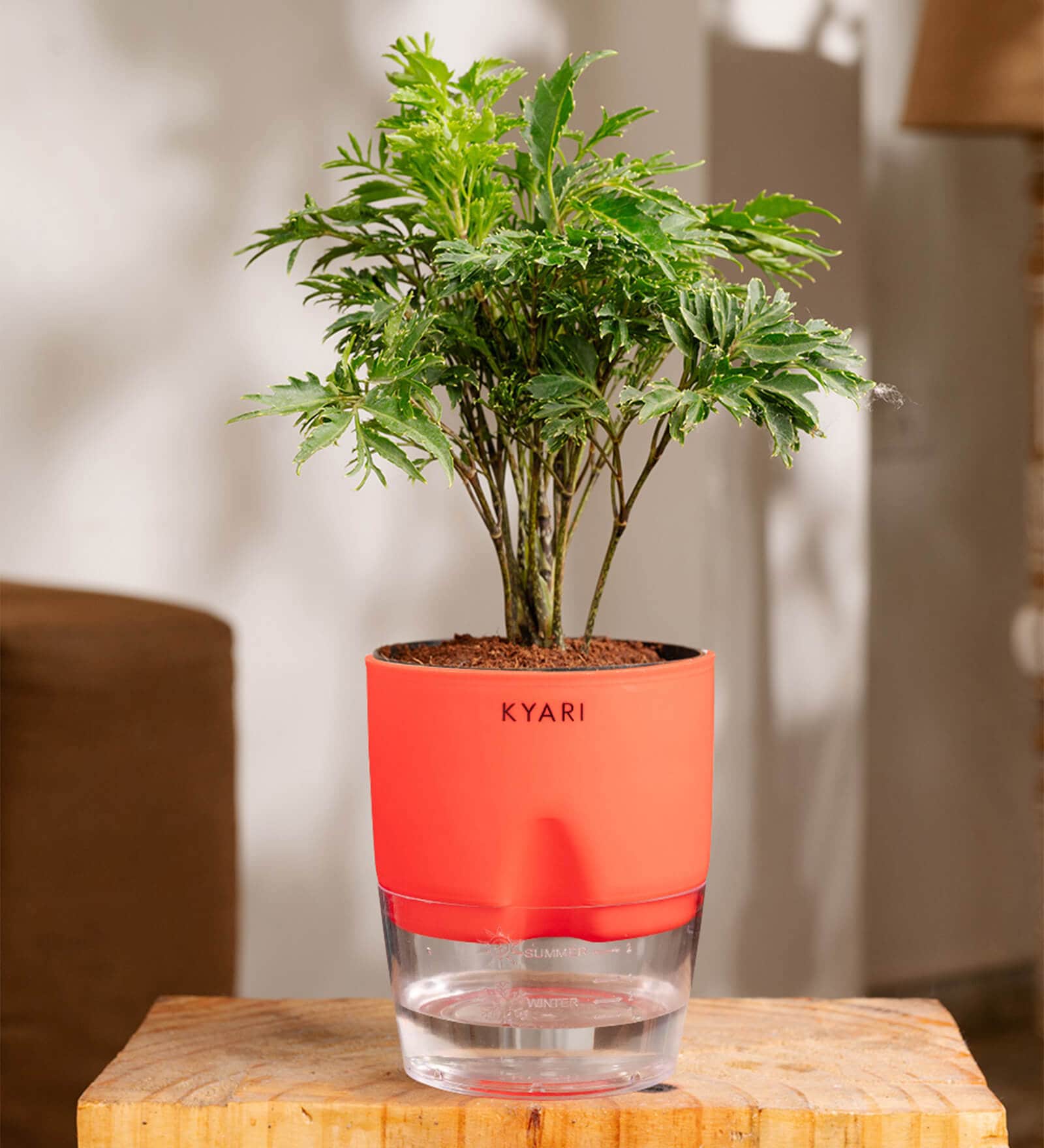 Aralia Green Plant With Self Watering Pot