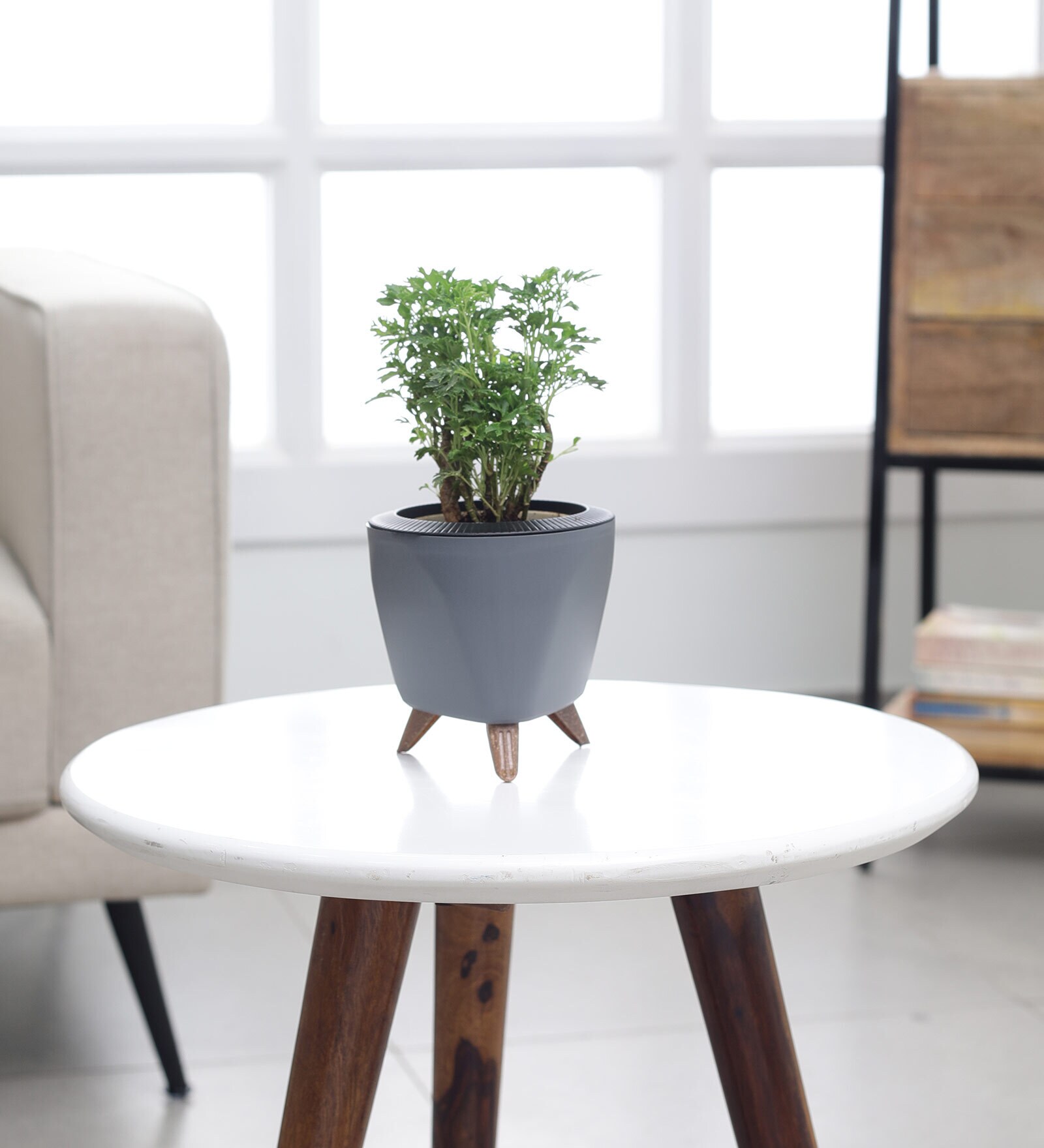 Aralia Golden Small Plant With Lagos Grey Plastic Pot