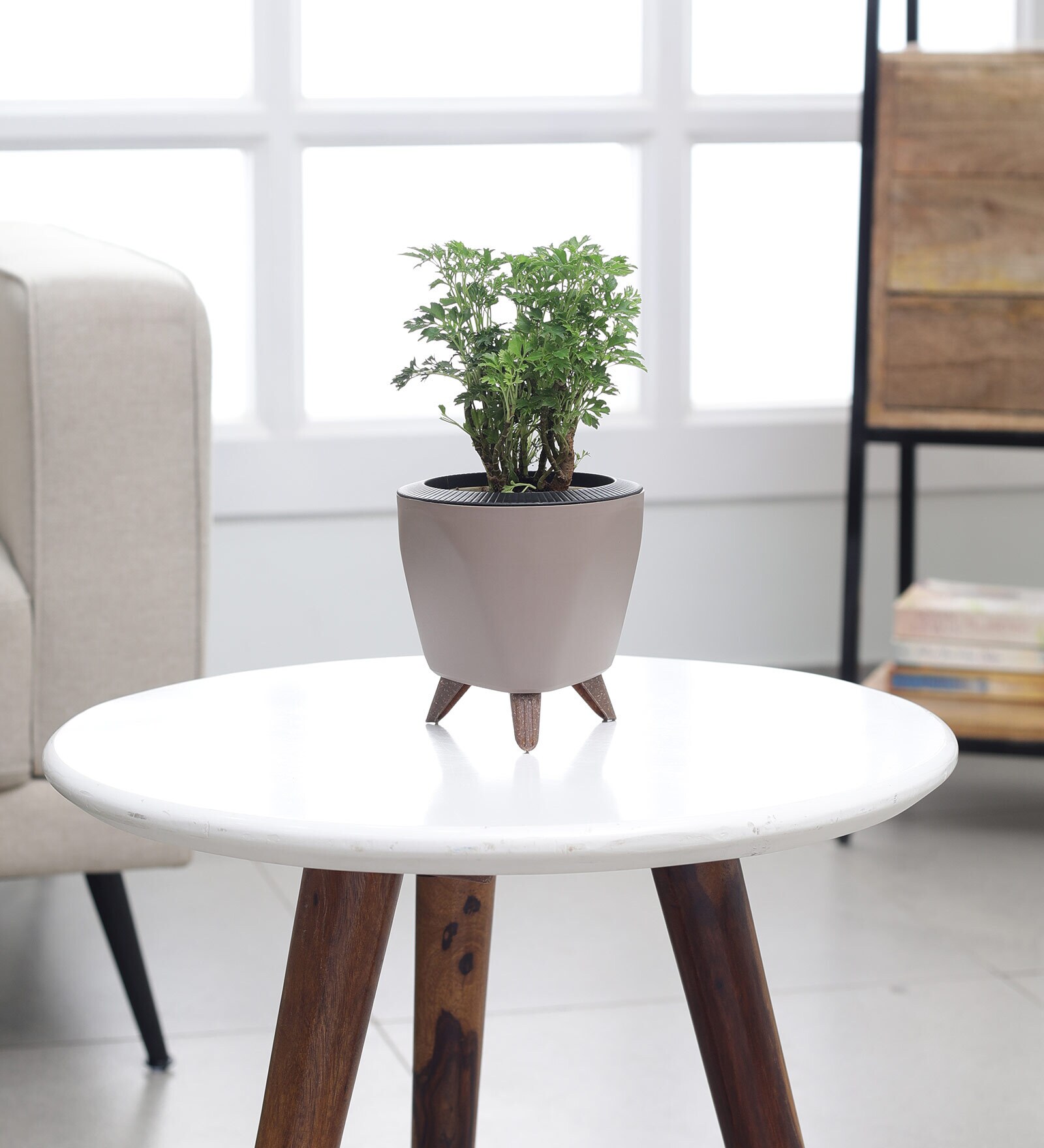 Aralia Golden Small Plant With Lagos Mocca Plastic Pot