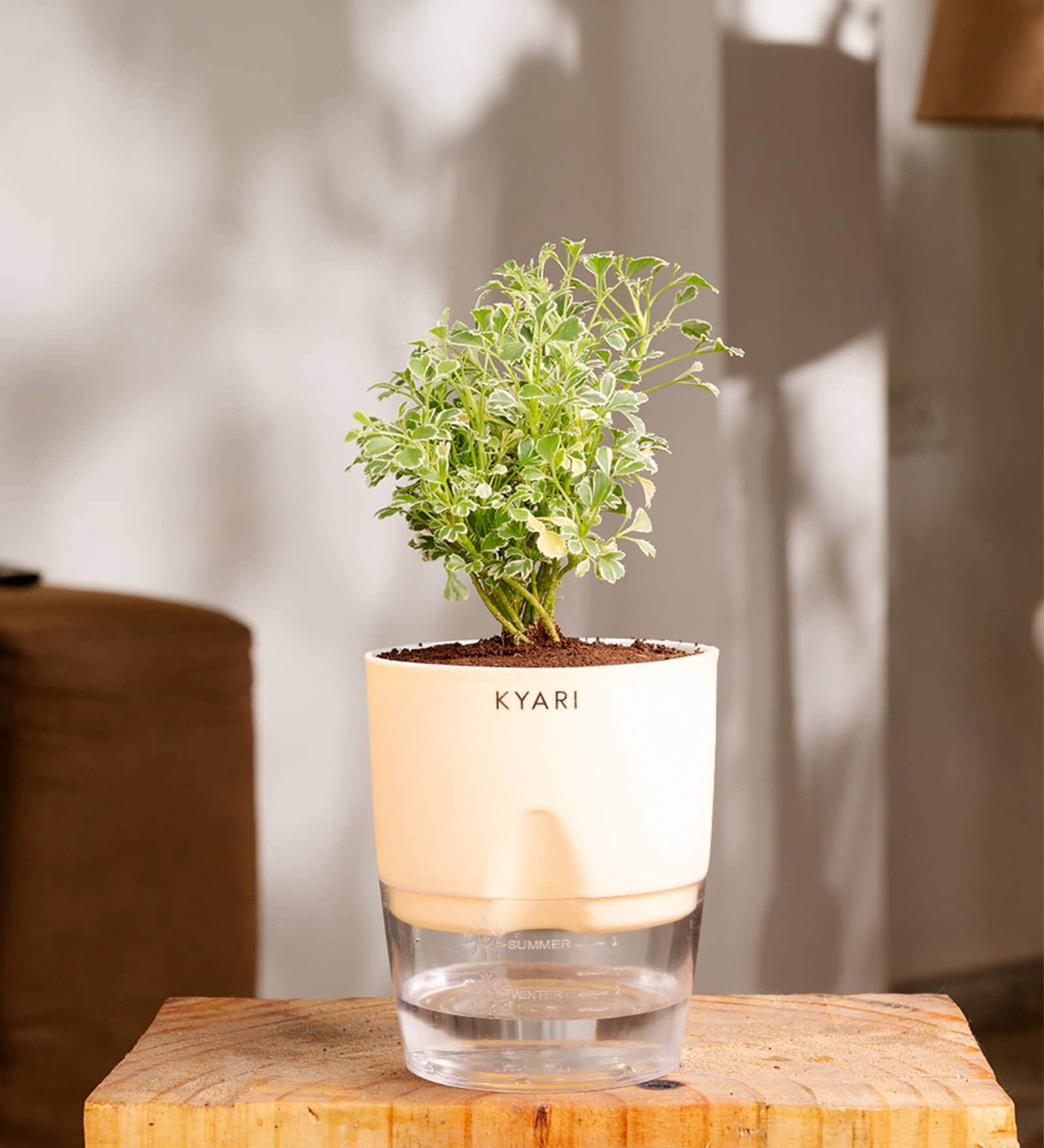 Aralia Variegated Self Watering Pot