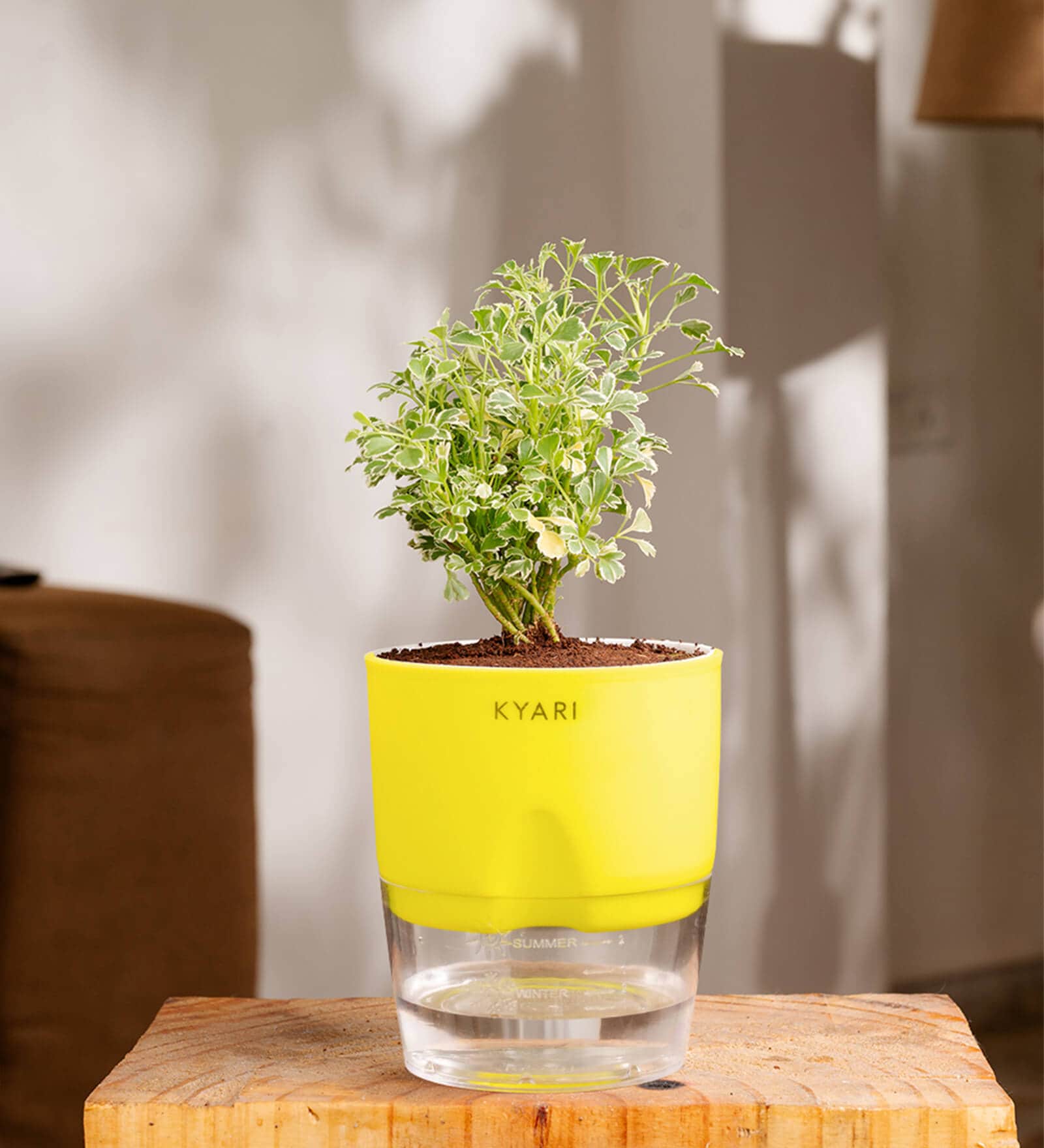 Aralia Variegated Self Watering Pot