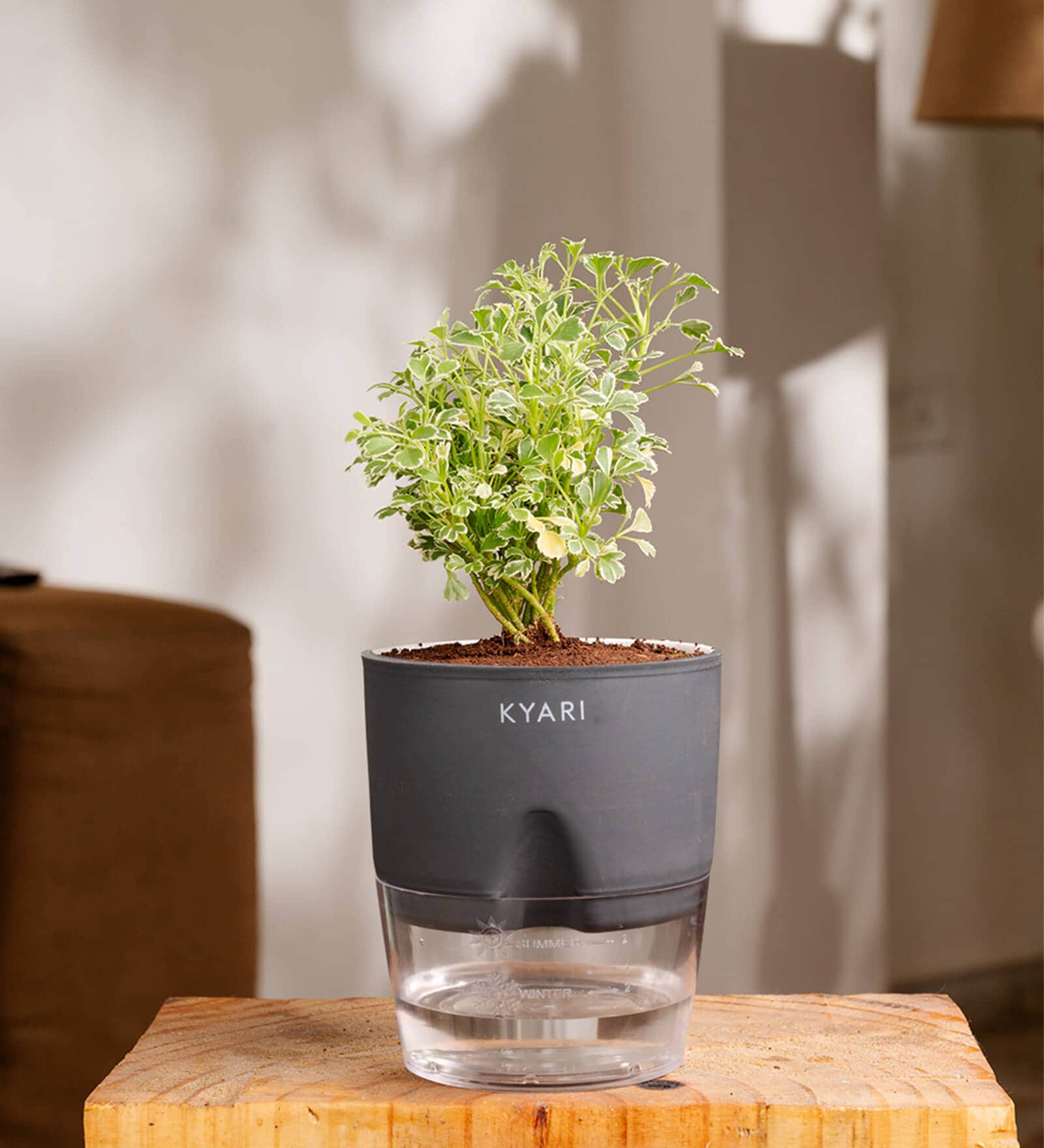 Aralia Variegated Self Watering Pot