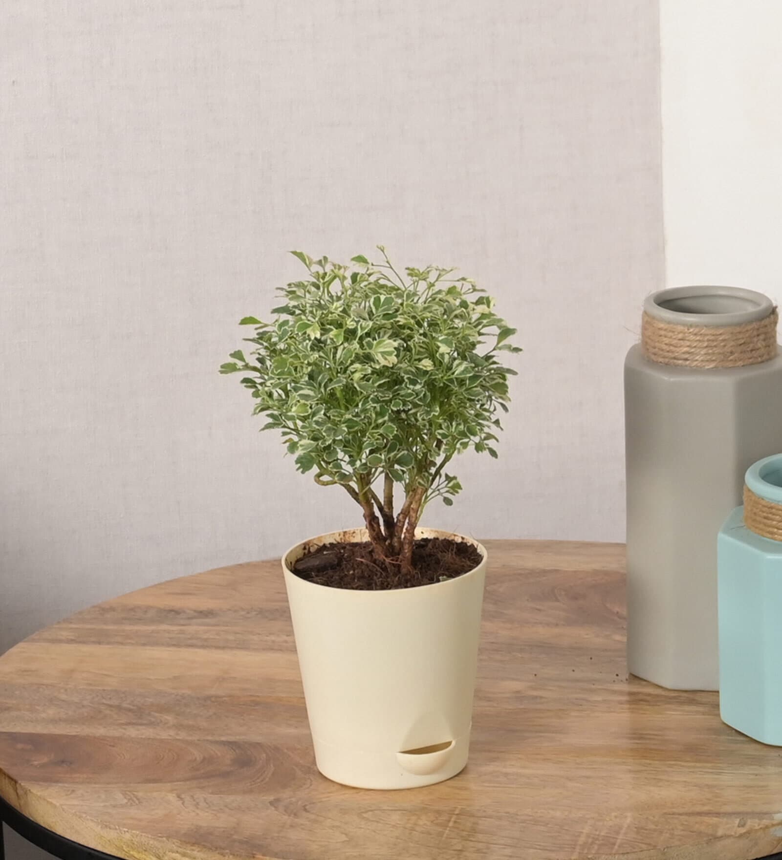 Aralia Variegated Mini Natural Plant In White Self Watering Plastic Pot