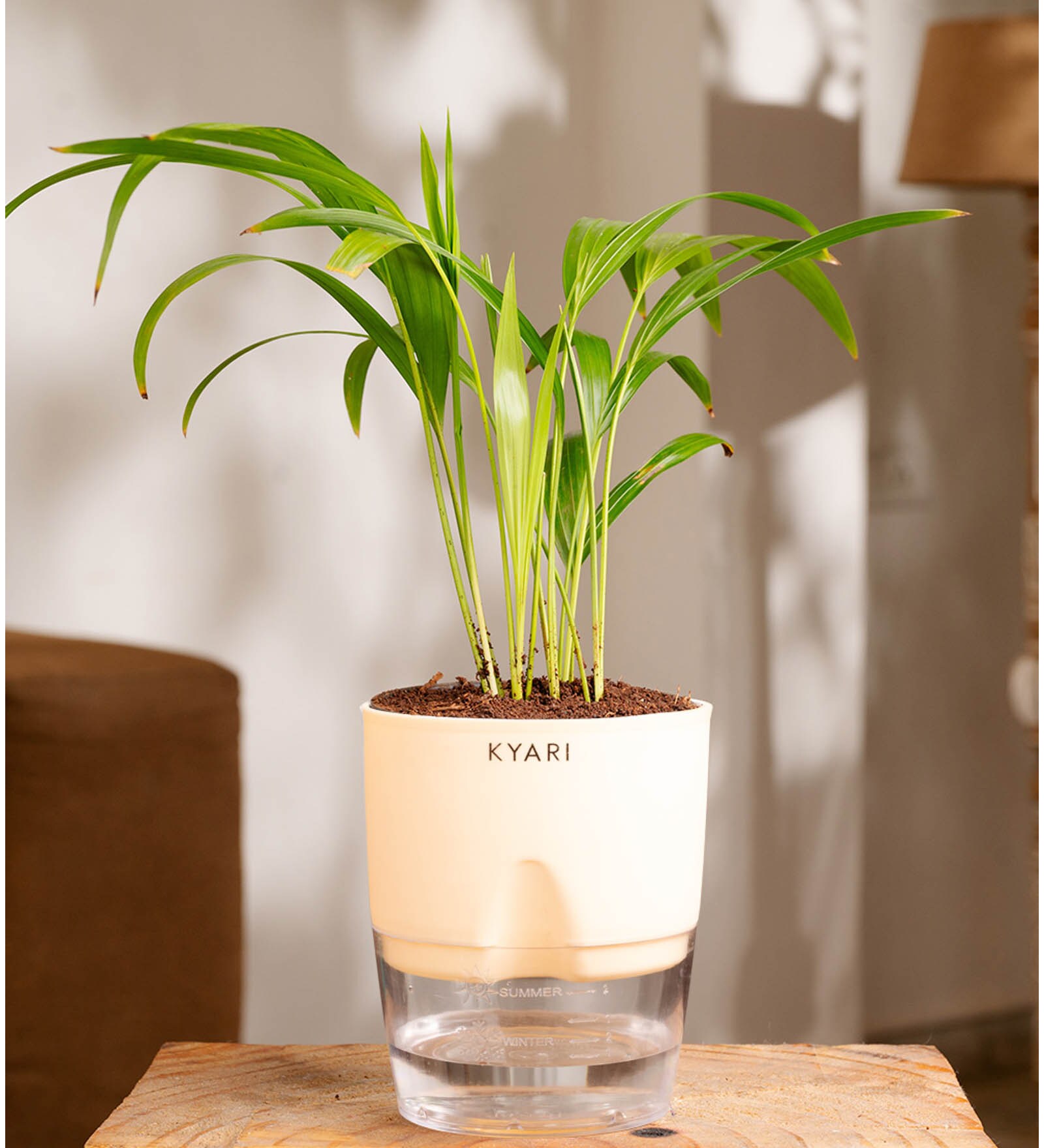 Areca Palm Plant With Self Watering  Pot- Cream