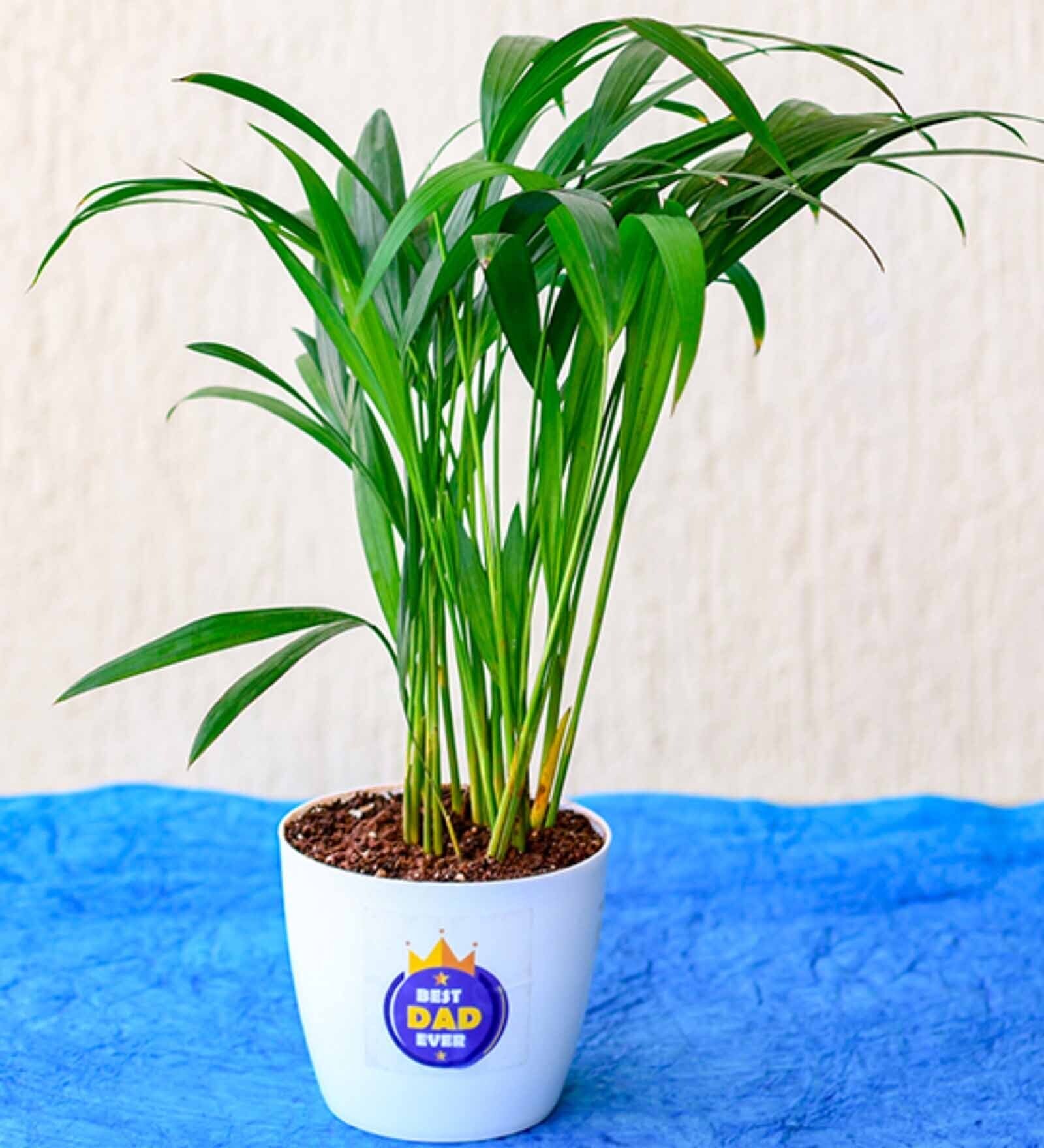 Areca Palm Natural Plant