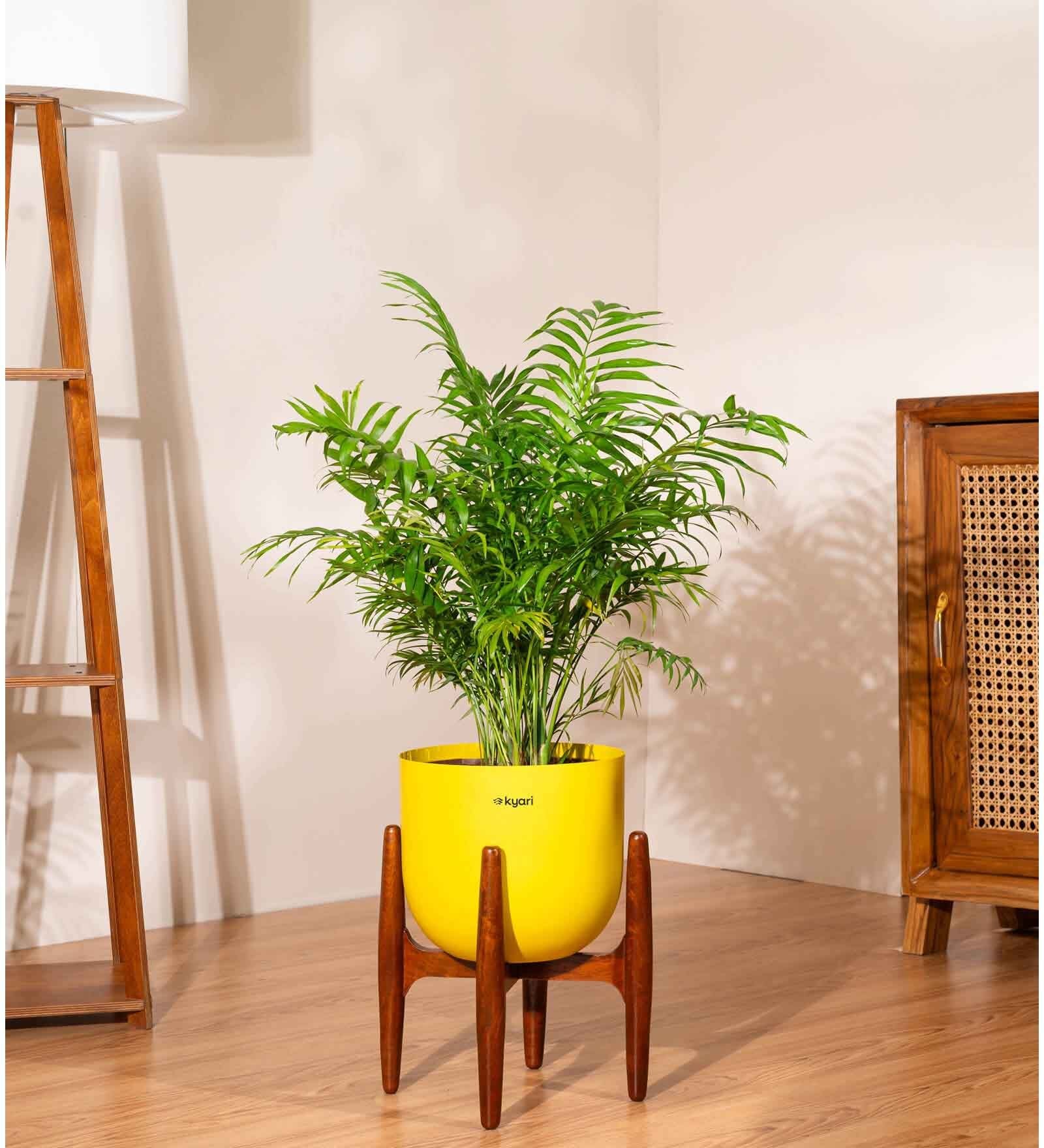 Areca Palm Plant With Pot