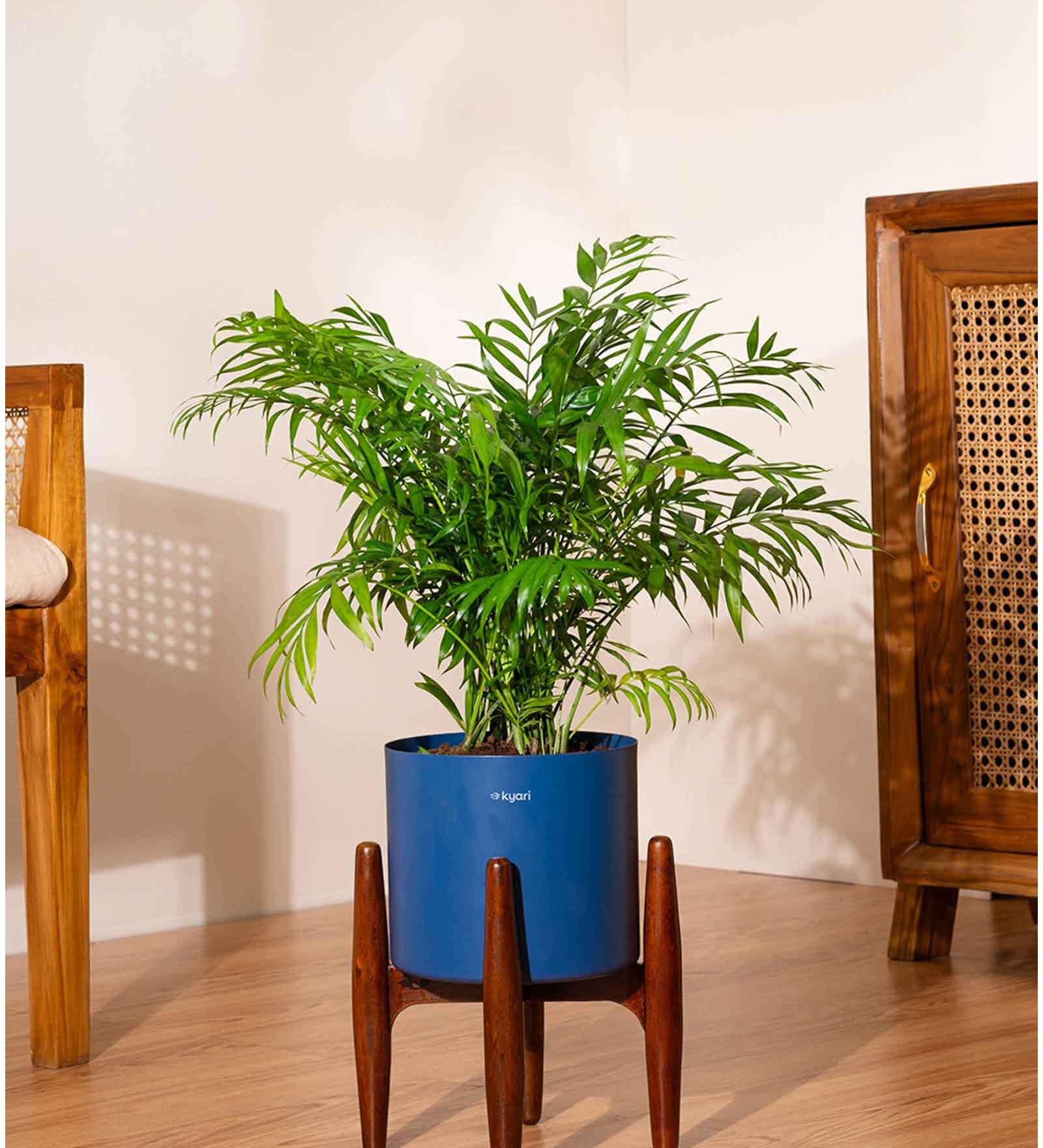 Areca Palm Plant With 8 Inch Pot