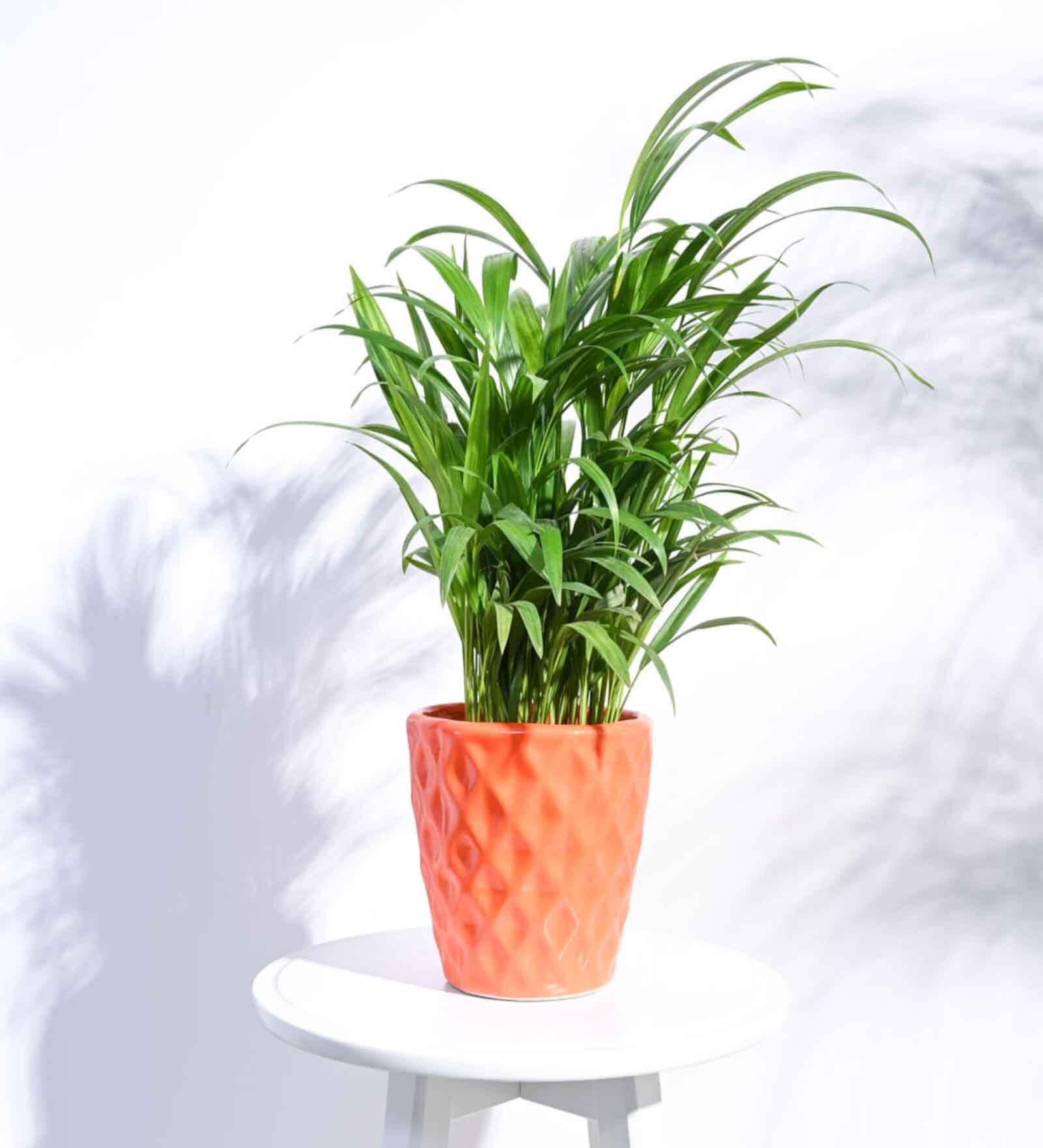 Argyle Shape Orange Ceramic Floor Planter
