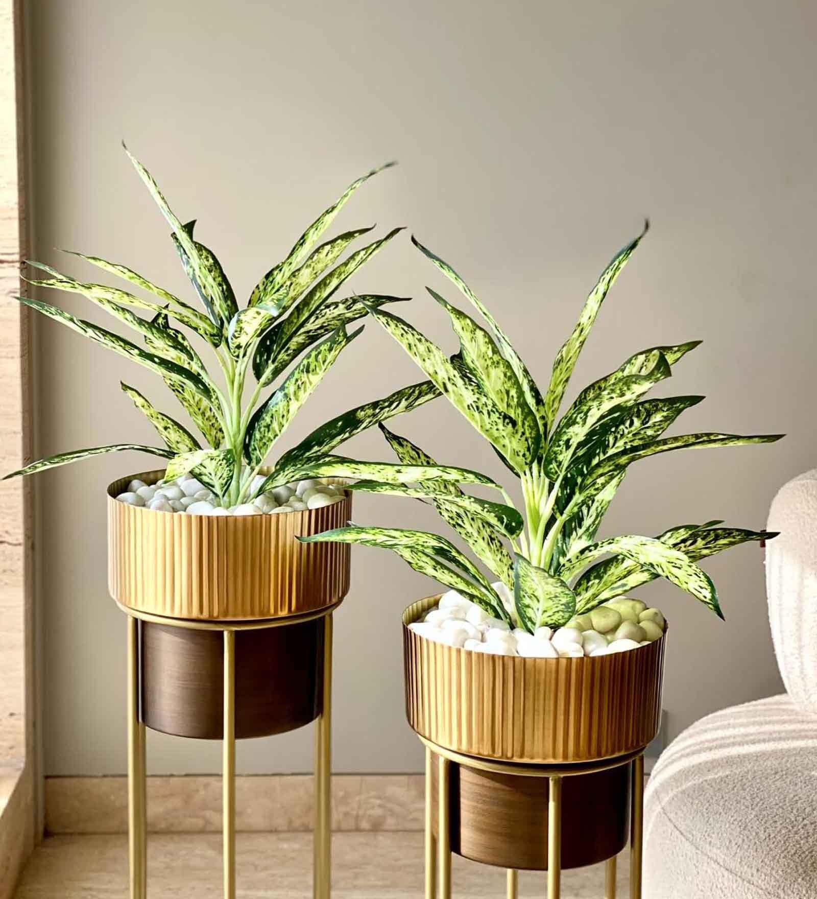 Buy Artificial Chinese Evergreen Plant 2 Feet (Set Of 2) at 8 OFF by