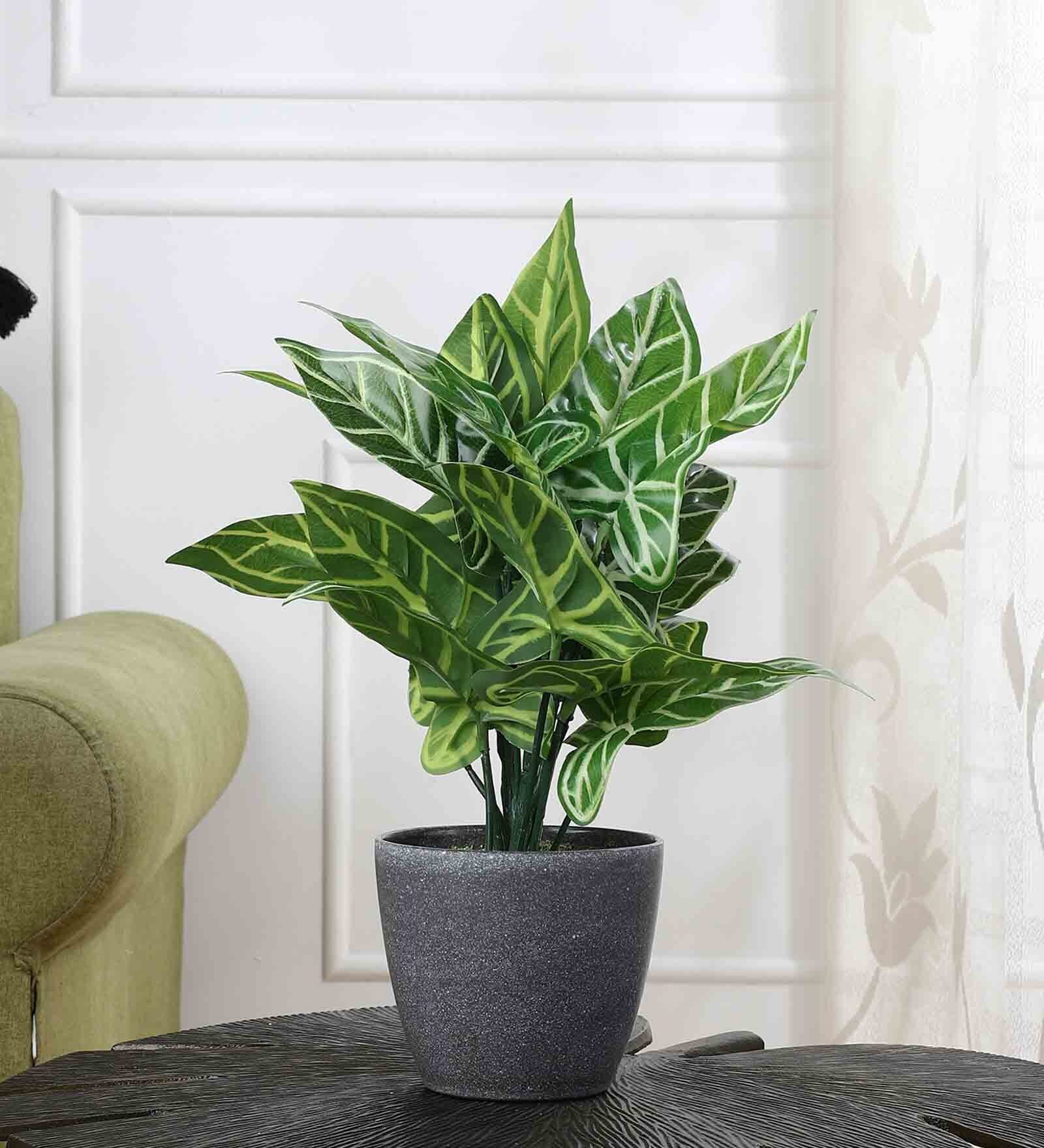 Buy Artificial Zebra Plant with Pot by Foliyaj at 45 OFF by Foliyaj