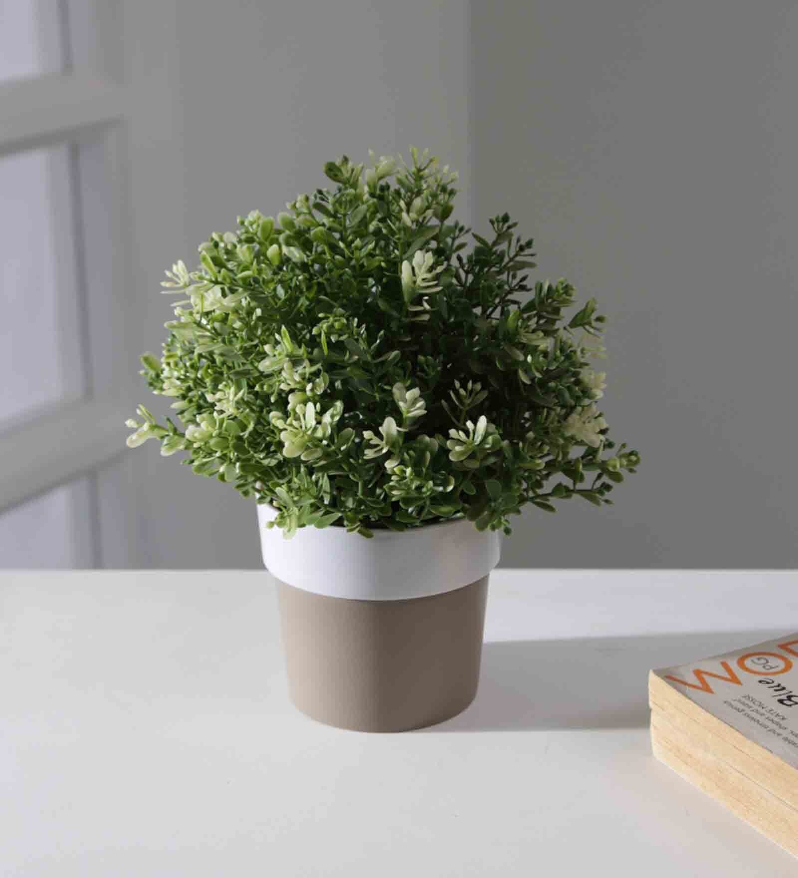 Buy Plastic White Flower Desk Pots at 22 OFF by Planters Pepperfry