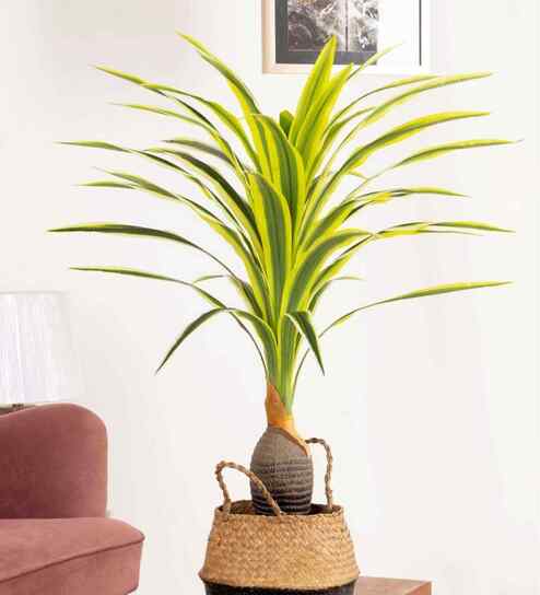 Artificial Dracaena Plant (Yellow & Green)