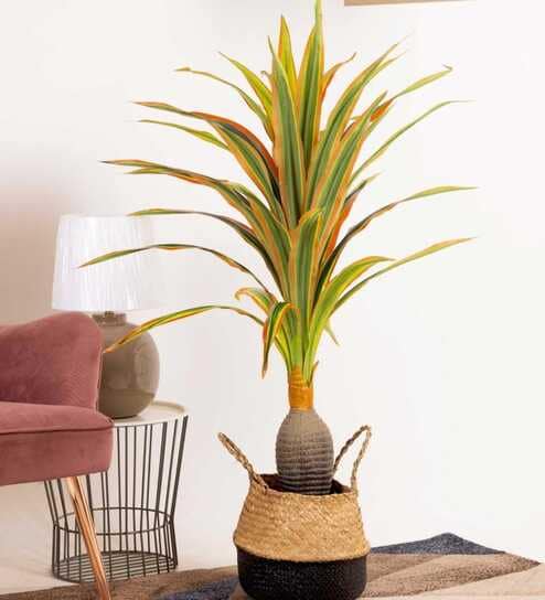 Artificial Green Dracaena Plant (Red & Green)