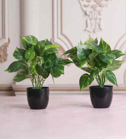 Artificial Money Plant in Black Pot - Set of 2