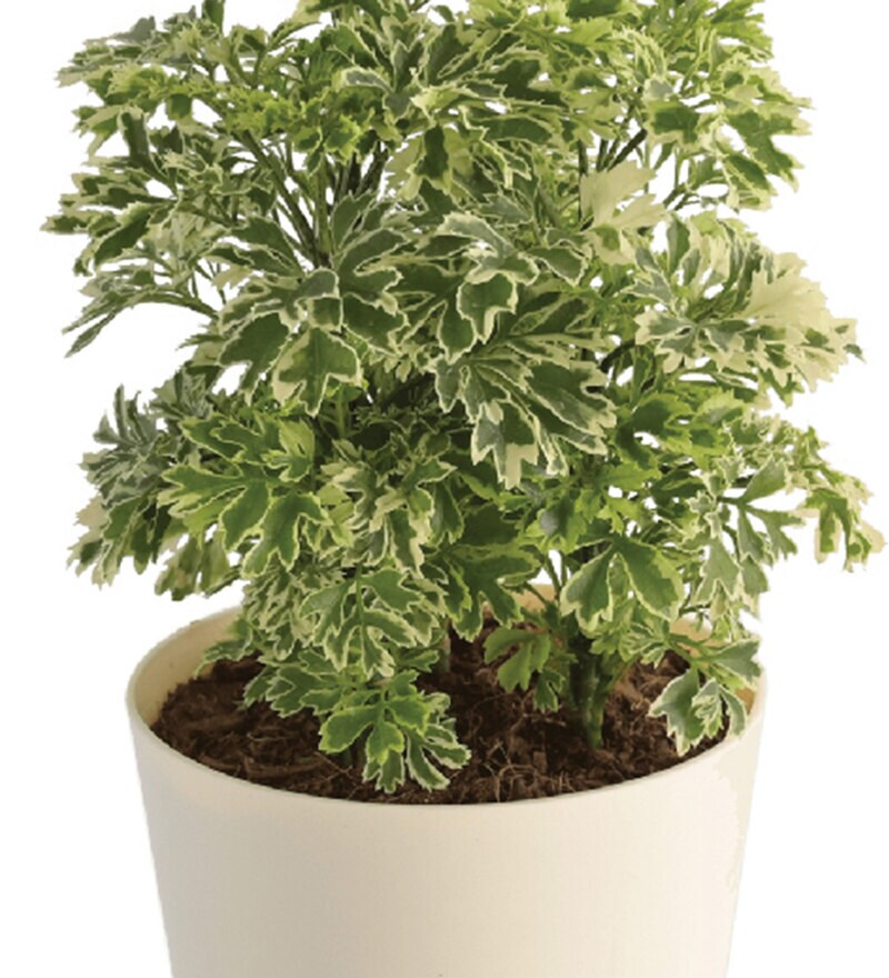 aralia variegated mini plant care