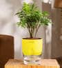 Aralia Green Plant With Self Watering Pot