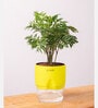 Aralia Green Plant With Self Watering Pot