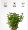 Aralia Green Plant With Self Watering Pot