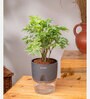 Aralia Green Plant With Self Watering Pot