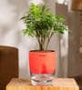 Aralia Green Plant With Self Watering Pot