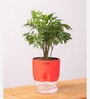 Aralia Green Plant With Self Watering Pot