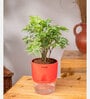 Aralia Green Plant With Self Watering Pot