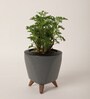 Aralia Golden Small Plant With Lagos Grey Plastic Pot