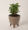 Aralia Golden Small Plant With Lagos Mocca Plastic Pot