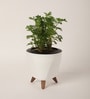 Aralia Golden Small Plant With Lagos White Plastic Pot