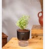 Aralia Variegated Self Watering Pot