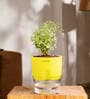 Aralia Variegated Self Watering Pot