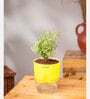 Aralia Variegated Self Watering Pot