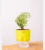 Aralia Variegated Self Watering Pot