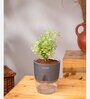 Aralia Variegated Self Watering Pot