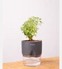 Aralia Variegated Self Watering Pot