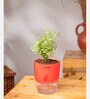 Aralia Variegated Self Watering Pot