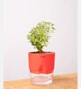Aralia Variegated Self Watering Pot