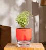 Aralia Variegated Self Watering Pot