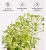 Aralia Variegated Self Watering Pot